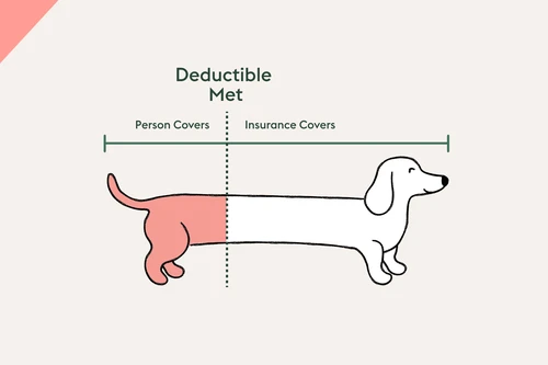 Happy dog with owner in Columbus